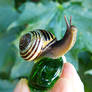 My Pet Snail 2