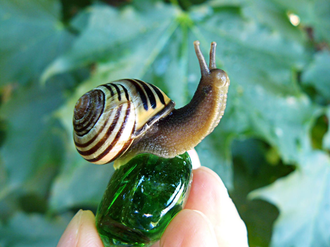 My Pet Snail 2