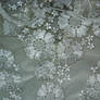 Lace Texture 2