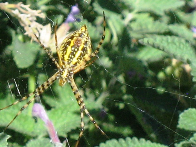 Crazy Yellow Spider