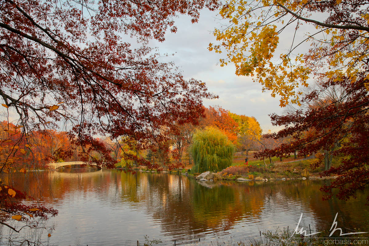 Central Park, Lake and Bow Bridge