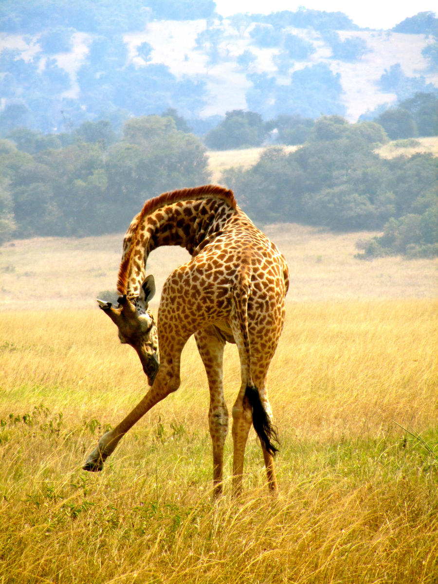 Rwanda-Giraffe Scratching Leg by margsifrenia13