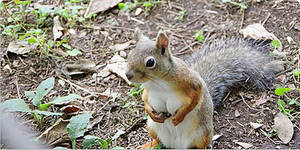 January Squirrel Award Goes to DA Censors!