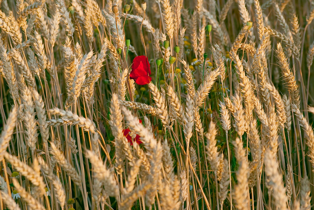 alone red