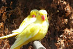Indian Ringneck by jessieiii
