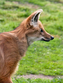 Maned Wolf III