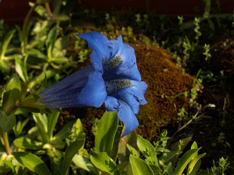 Gentiana