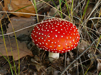 Amanita