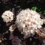 Physocarpus opulifolius