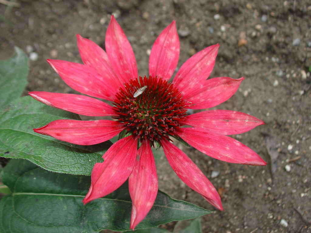 Echinacea 2