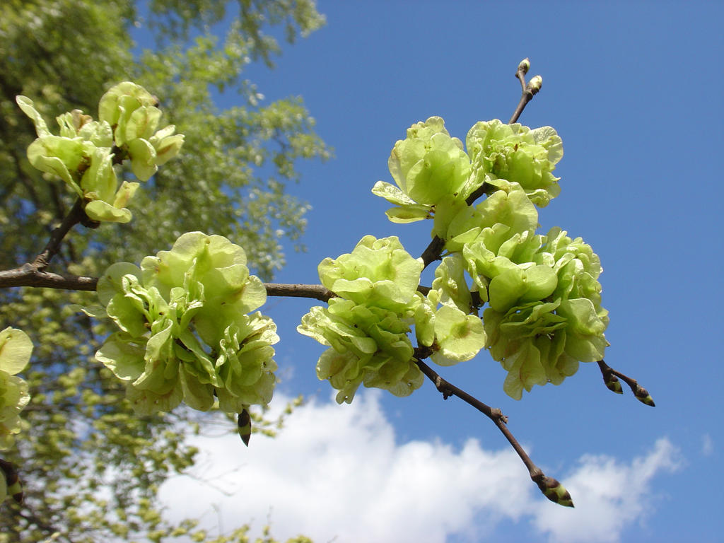 Elm blossom