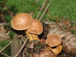 Chalciporus piperatus