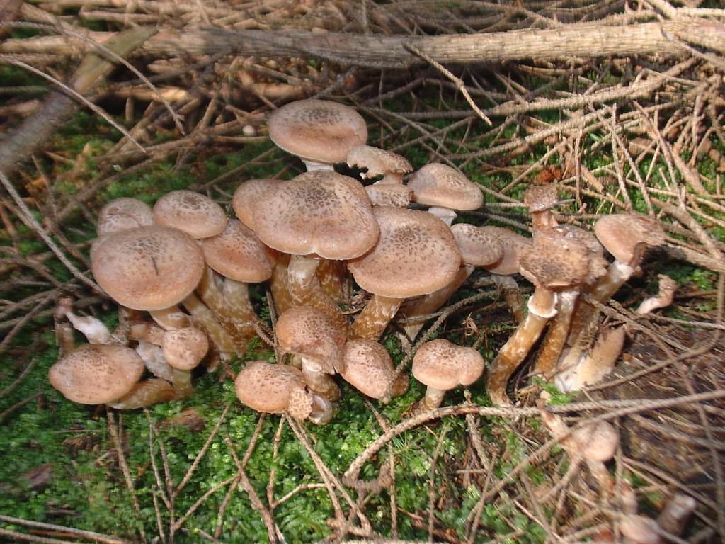 Armillaria Raspberry Armillaria 2 by Ygrain33 on DeviantArt
