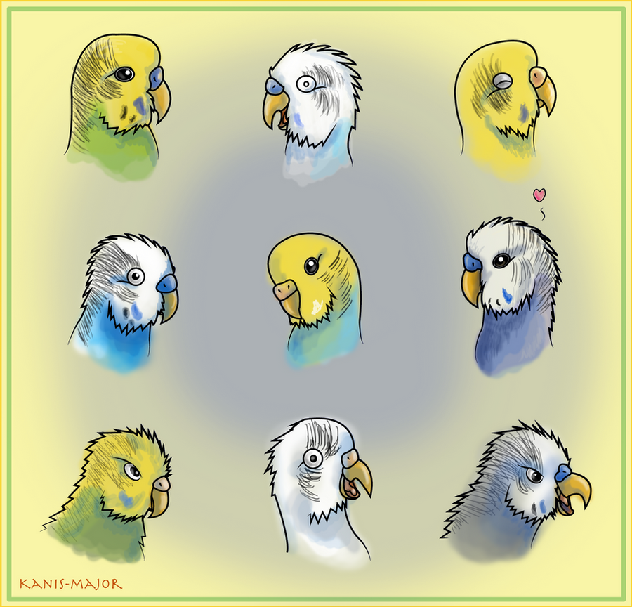 Budgie Expressions by Kosmotiel