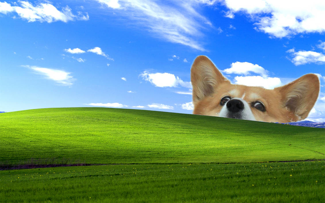 Windows Xp Perro Windows XP Wallpaper Corgi by Coswine on DeviantArt
