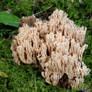 Forest Coral