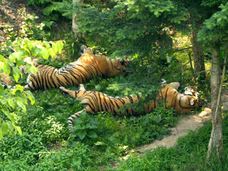 Sleeping Tigers