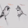 Bird Sketching Practise