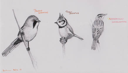 Bird Sketching Practise