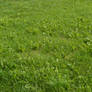 Green Grass 2_by GalinaV