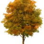 Autumn Tree_by GalinaV