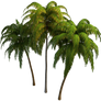 Palm Trees_by GalinaV
