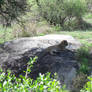 Leisurely Leopard