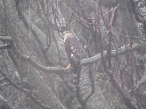 A hawk on the hunt