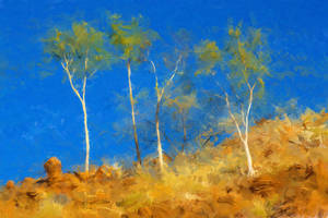 Young Eucalypt Trees