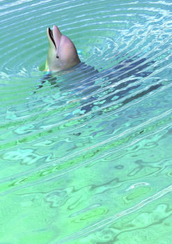 2007 - Splasher