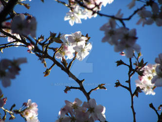 Japanese Cherry Blossom III