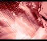 Buu - pink