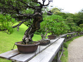 Bonsai: Living Art