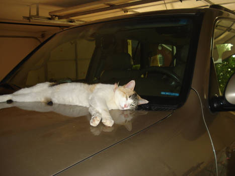 Katelyn, sleeping on a car