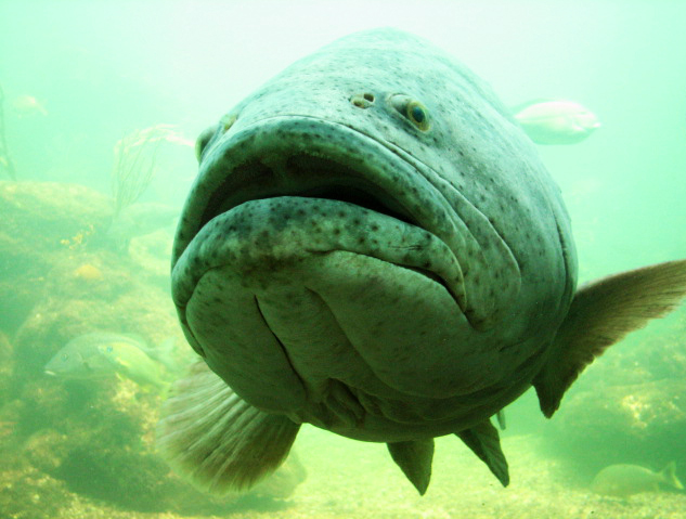 Ghastly Grouper