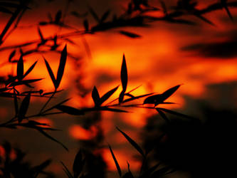 Bamboo in the sunset 2