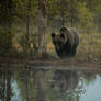 Brown bear reflection