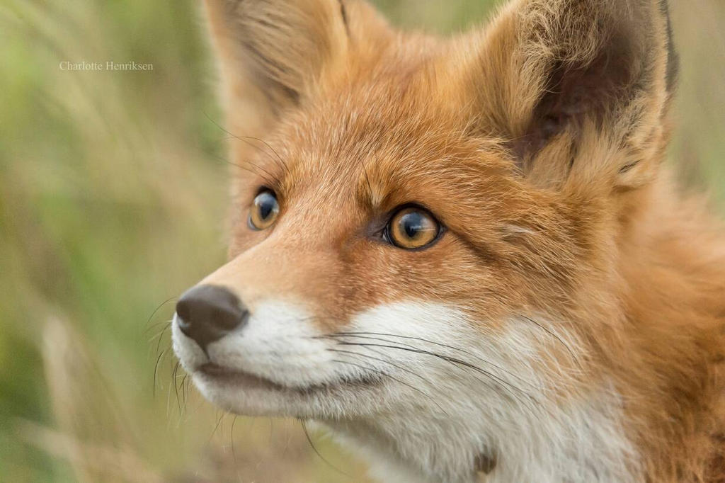 Red fox closeup