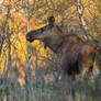 Moose from Saltstraumen 