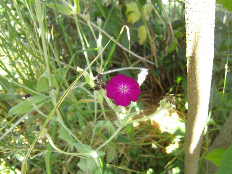 Tiny Pink Flower