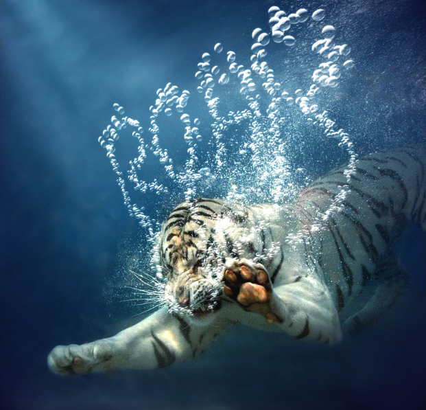 Underwater tiger