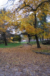 Follow The Yellow Leaves Road