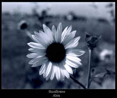 Colorless Sunflower