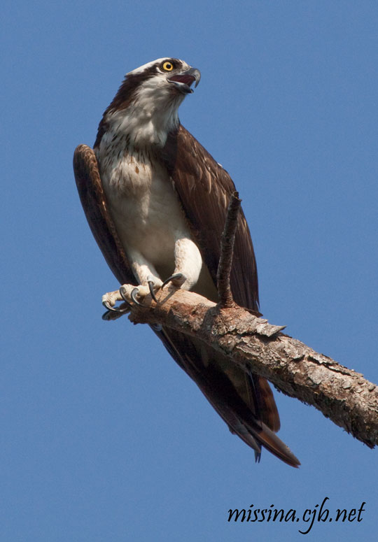 Osprey screaming