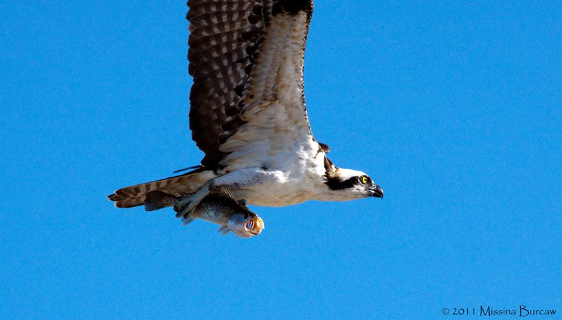 Osprey with fish