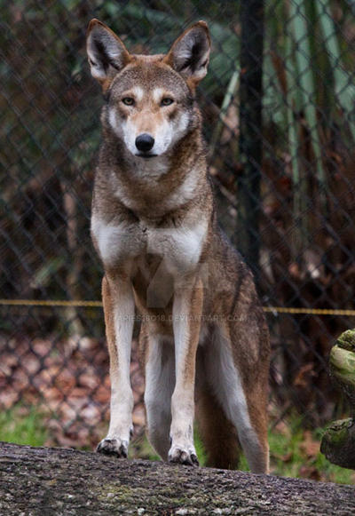 April the female red wolf