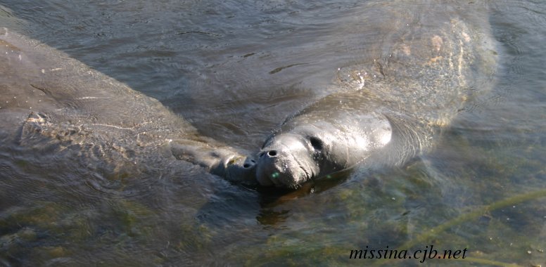 Wild Manatees