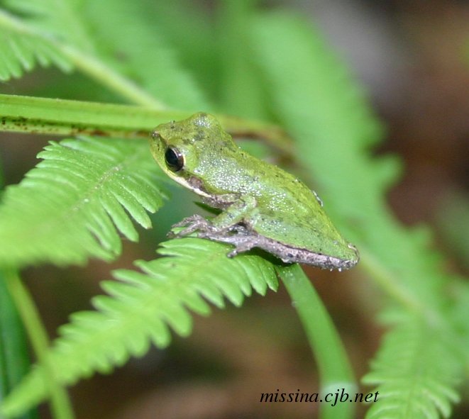 Green Tree Frog