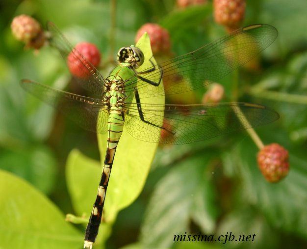 Another Green Dragonfly