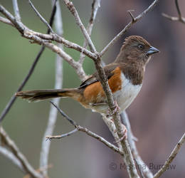 towhee